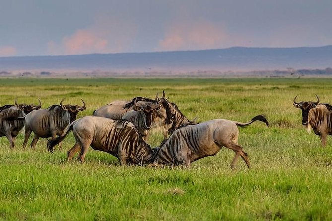 1 Day Classic Amboseli Safari