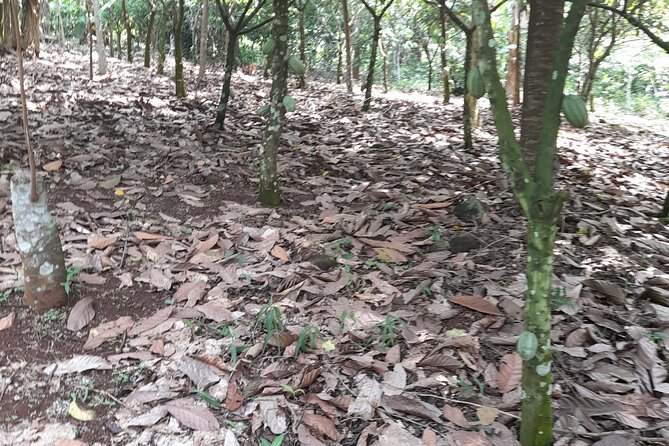 1 Day Cocoa Farm Tour - Good To Know