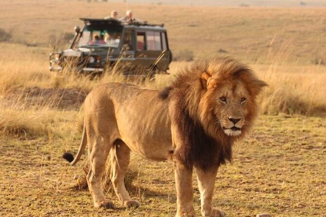 1-Day Fly in Safari to Mikumi National Park From Zanzibar - Good To Know