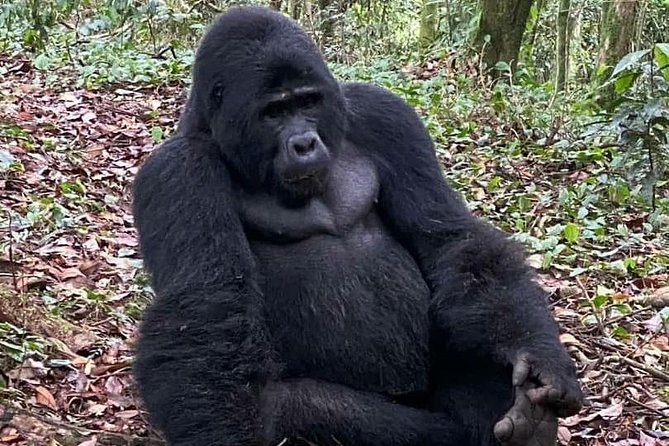1 Day Gorilla Trekking Uganda - Good To Know