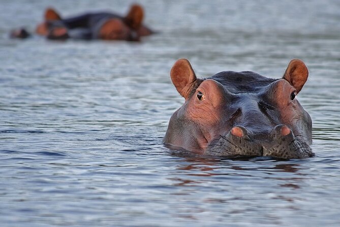 1 Day Lake Mburo National Park Short Safari From Kampala - Itinerary for the Day