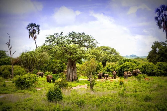 1-Day Ruaha National Park - Good To Know