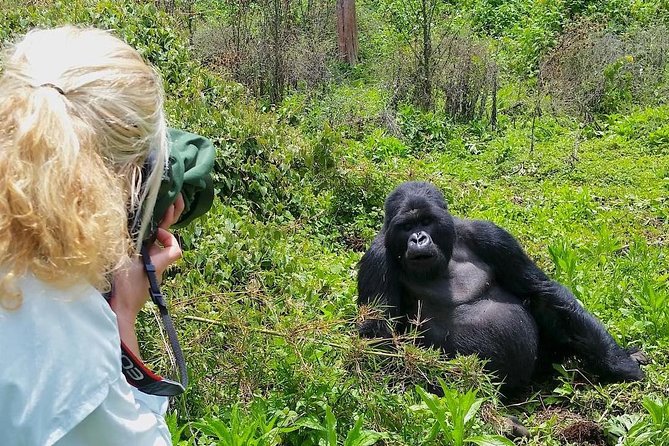 1-Day Rwanda Gorilla Tour - Key Points