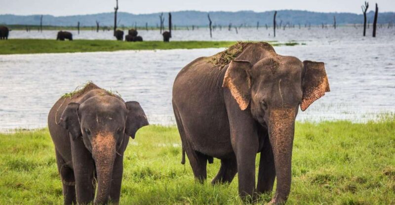 1-Day Tour of Both Yala and Udawalawe National Parks - Good To Know