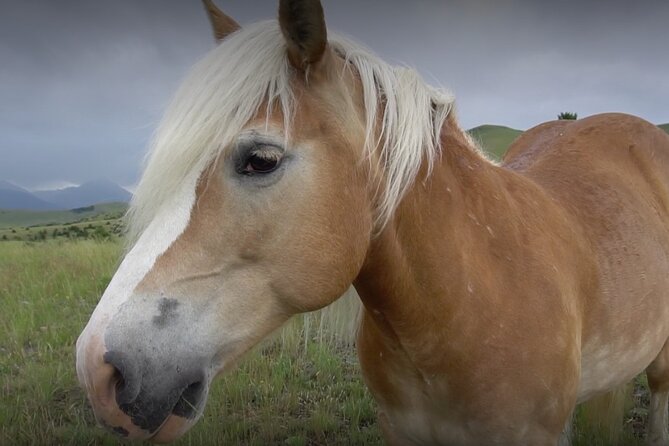 1-Hour Indoor Activity Horsemanship Review - Overview of the Activity