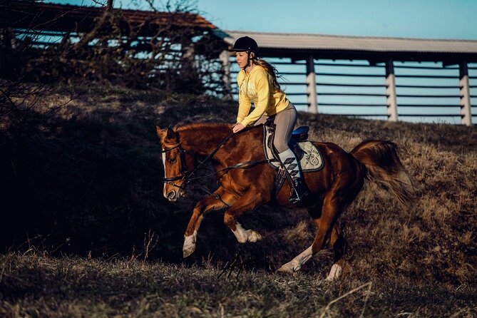 1-Hour Small-Group Horseback Riding Guided Activity From Ljubljana - Key Points