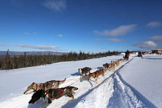 1-Hr. Dog Sledding Tour in Fairbanks (Without Transportation) - Good To Know
