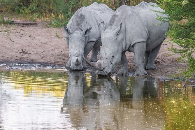 1 Night Madikwe Game Reserve - Key Points