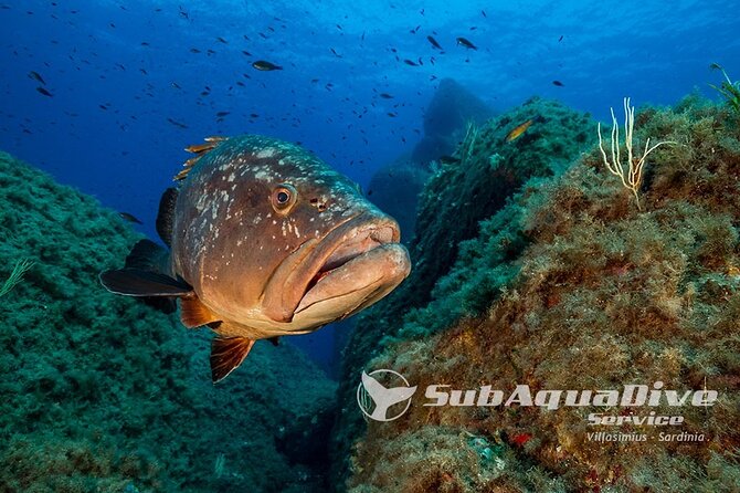 1 Single Dive in the Capo Carbonara Marine Protected Area. for Patented. - Good To Know