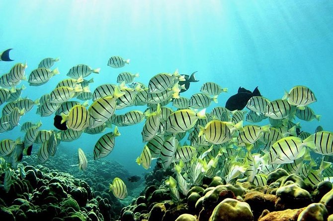 1 Tank Shore Dive at Sea Turtle Cove - Dive Overview