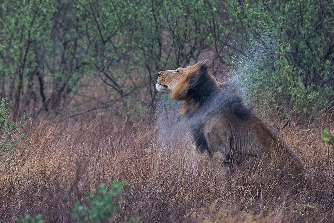 10 Day Wildlife Photographic Safari - Kruger National Park - B1 Photo Safaris - Overview of the Safari Tour