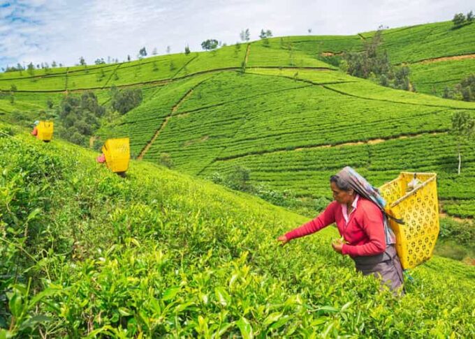 Most Popular Private Tour in Sri Lanka With Including Hotels - Frequently Asked Questions