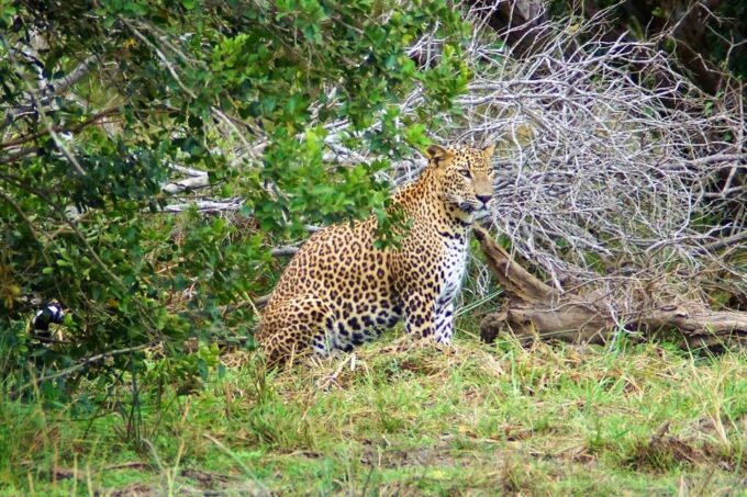 Sri Lanka Package Tour - Accessibility and Customization
