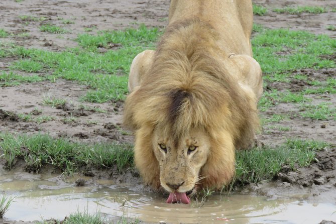 12 Days Wildlife Safaris And Culture Tour - Key Points