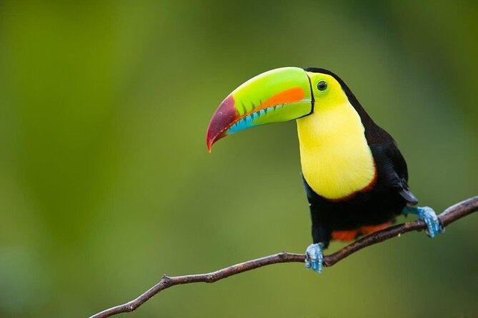 13 Days Essential Costa Rica With Extension to Manuel Antonio Beach & San Jose - Good To Know
