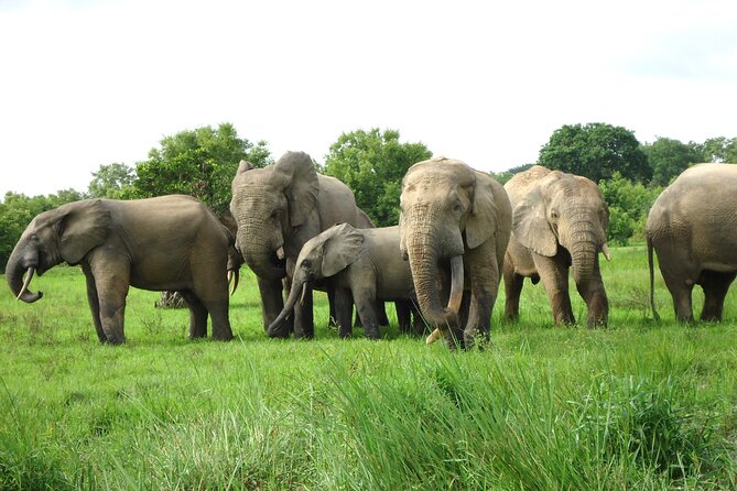 15-Day Ghana Wildlife Private Tour - Good To Know