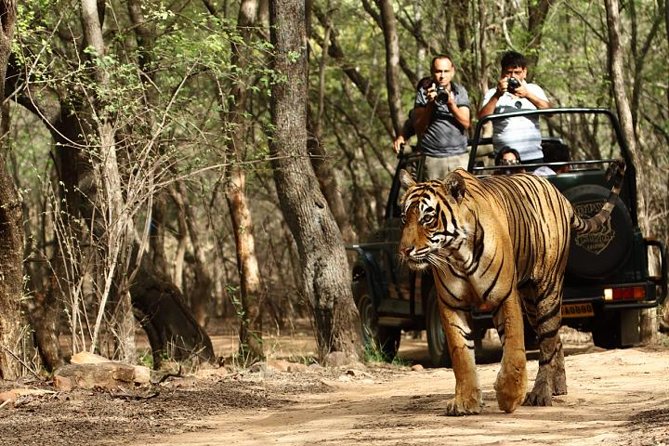 03 Days Private Wildlife Ranthambore Tiger Tour From Jaipur