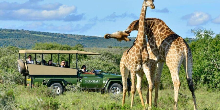 1/2 Day Hluhluwe Imfolozi Big 5 Tour From Richards Bay