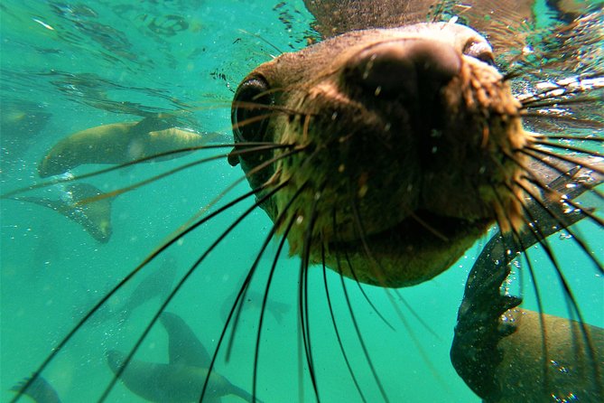 1.5-Hour Seal Viewing Boat Tour in Plettenberg Bay