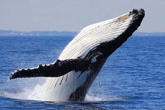 1.5 Hour Whale Watching Cruise With Pick-Up and Drop-Off