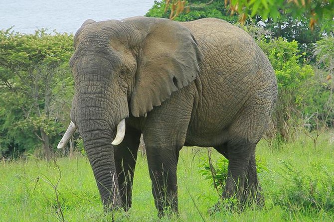 1 Day Akagera Wildlife Safaris Rwanda (2 Pax Min)