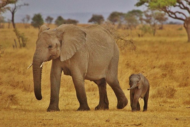 1 Day Arusha National Park