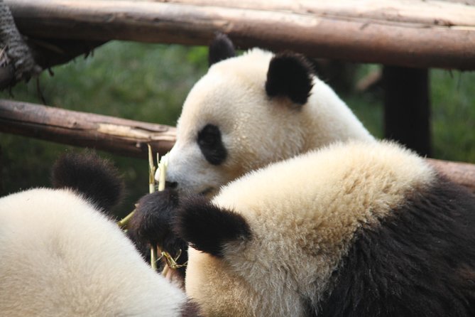 1-Day Chengdu Layover Tour: Panda Base, City Central With Round Airport Transfer - Meeting and Pickup Details