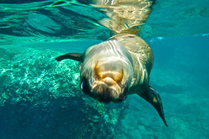 1 Day Espiritu Santo Island Wonders, Sea Lions and Paddleboard Adventure