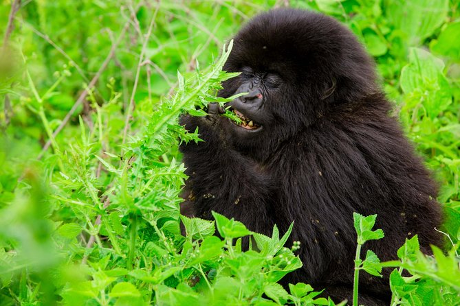 1 Day Gorilla Trekking Safari Tour