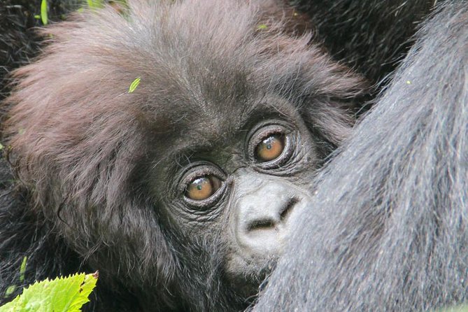 1-Day Rwanda Gorilla Tour