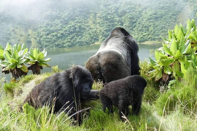 1 Day Rwanda Gorilla Trekking Tour In The Volcanoes National Park