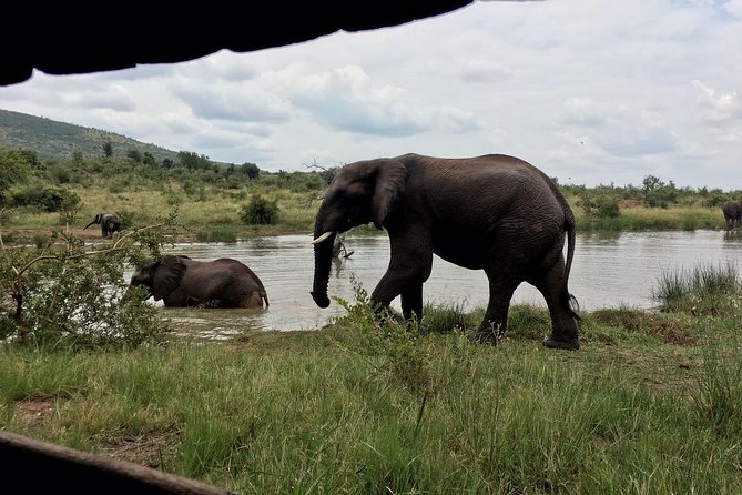 1 Day Safari From Johannesburg - Tour Overview
