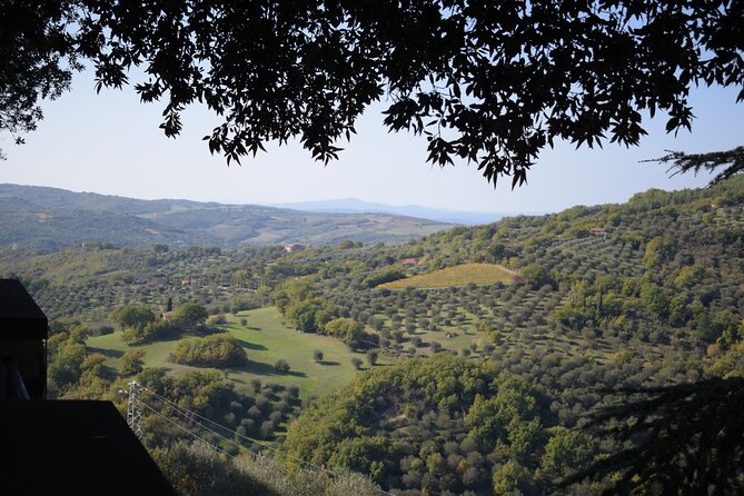 1-Hour Guided Visit to the Olive Tree That Speaks and the Hypogeum Oil Mill