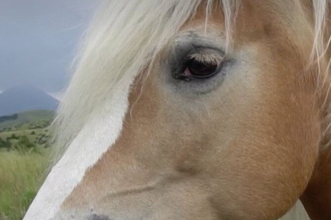 1-Hour Indoor Activity Horsemanship Review