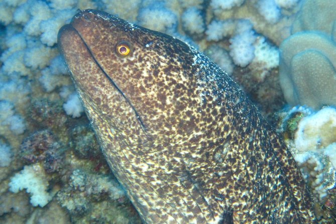 1 Tank Shore Dive at Sea Turtle Cove