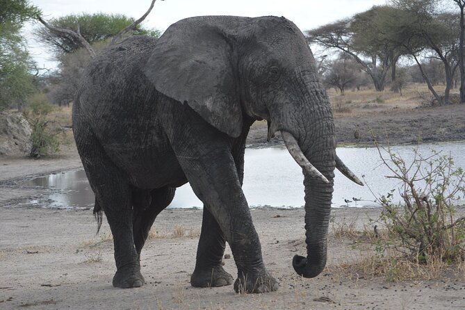 10-Day Amazing Comfort Camping Safari