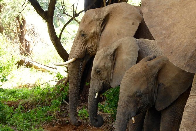 10-Days Explore Kenya Wildlife Private Safari