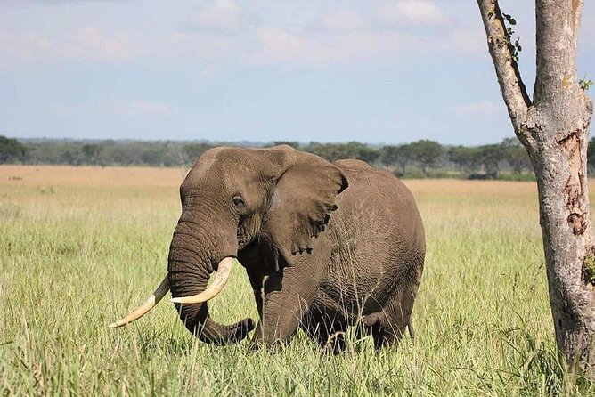 10 Days Uganda Gorilla, Chimpanzee & Wildlife Safari