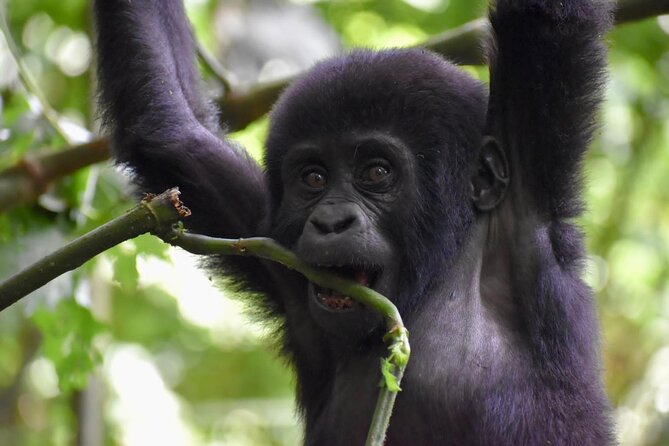 10 Days Uganda Safari With Gorillas
