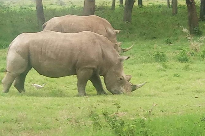 11 Days Guided Group Safari in Kenya And Tanzania