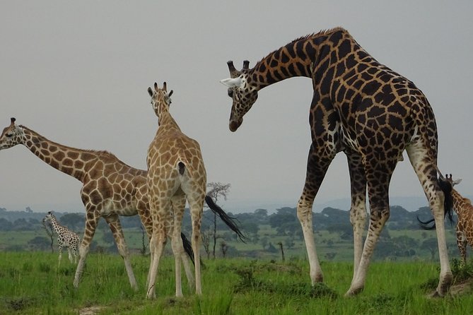 12 Days Memorable Experience Tour in Uganda