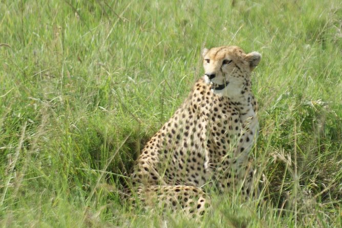 12 Days Samburu Ol-Pejeta Lake Nakuru Masai Mara Lake Naivasha Amboseli Safari