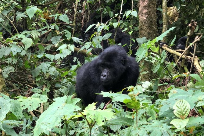 14 Day Pearl of Africa Uganda Classic Wildlife Safari