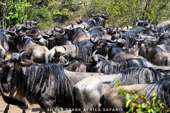 14-Day Serengeti Maasai Mara Amboseli Tarangire Zanzibar