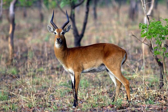 15-Day Ghana Wildlife Private Tour