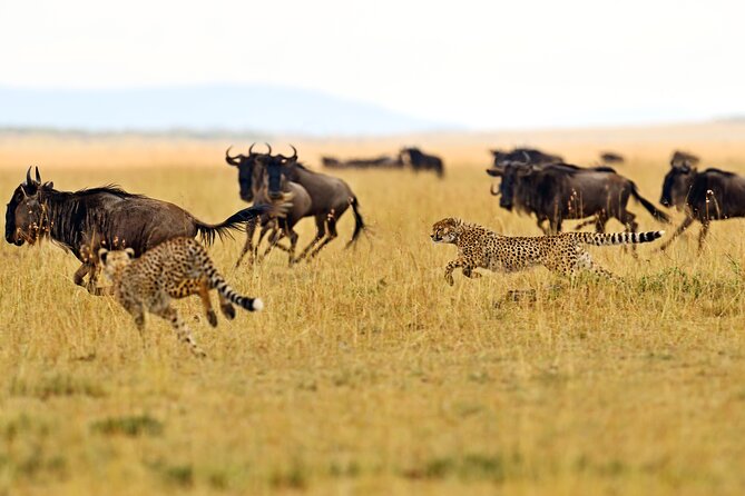 2 Day Budget Safari in Tarangire and Ngorongoro From Arusha