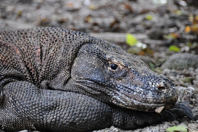 2-Day Komodo National Park and Rinca Island Wildlife Adventure From Bali