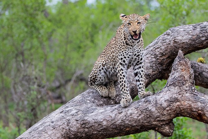 2 Day Kruger National Park Safari From Johannesburg and Transfers - Included and Excluded