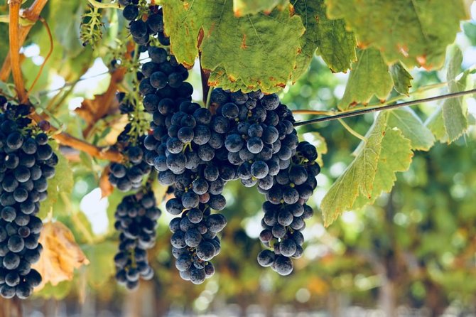 2 Day Kurzeme Winery Tour