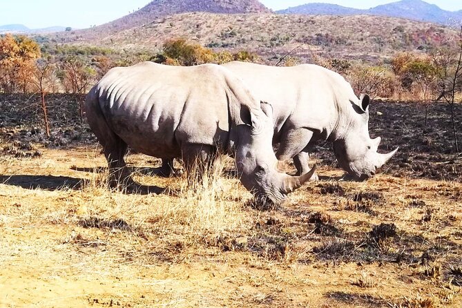 2 Day Private Pilanesberg Guided Tour